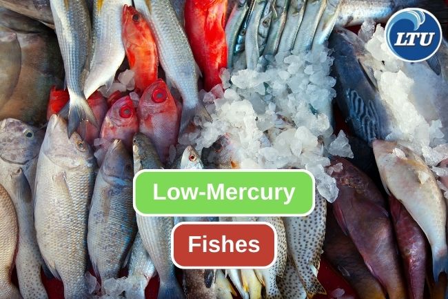 A Deep Dive into Low-Merury Fish